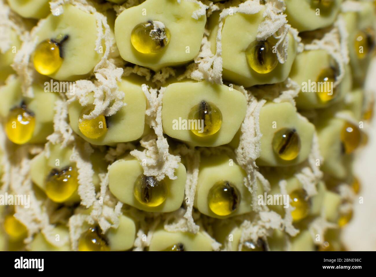 Swiss cheese plant (Monstera deliciosa) in flower, close up of spadix. Stock Photo
