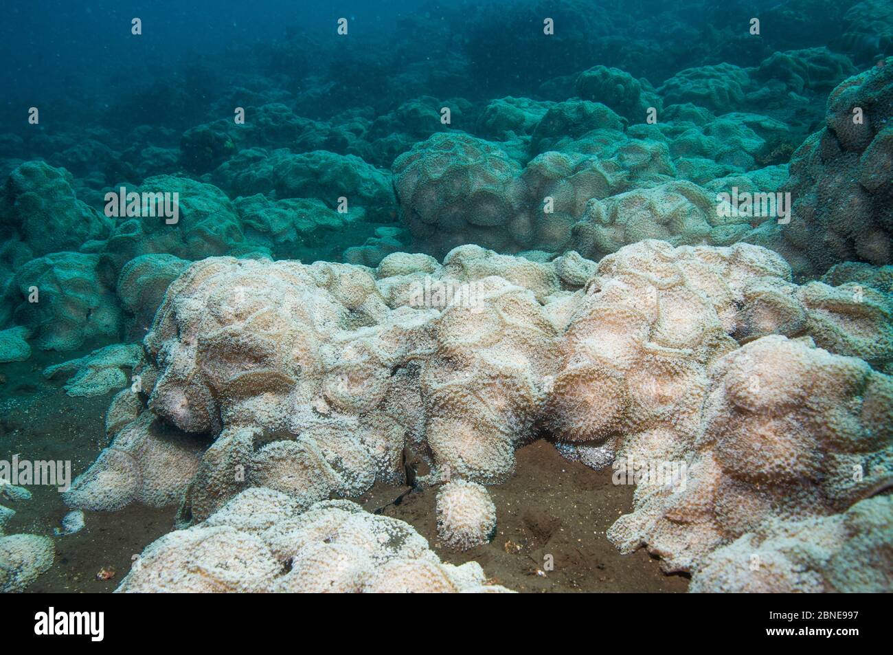 Dense aggregation of Corallimorphs (Discosoma rhodostoma) covering almost the whole reef slope.  Bali, Indonesia. Stock Photo