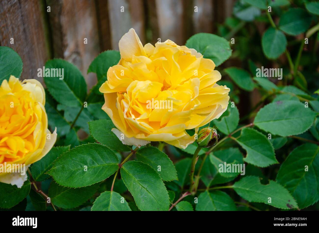 Yellow shrub rose 'Molineux' flowers in a residential garden Stock
