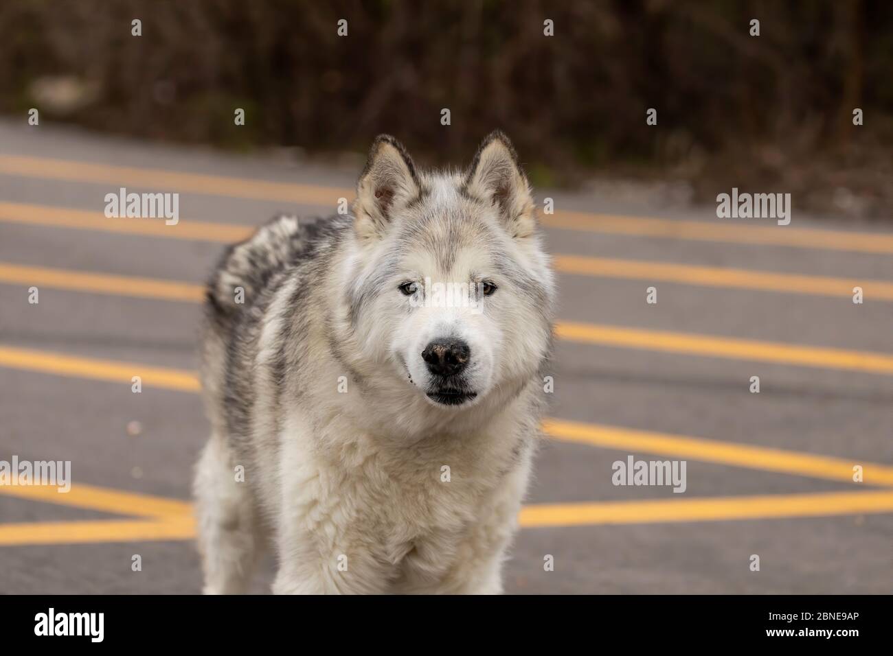 Siberian husky in the park for a walk Stock Photo - Alamy