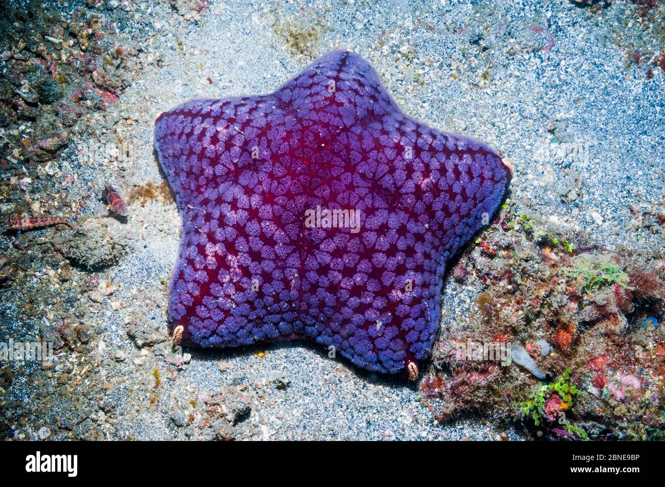 Cushion starfish (Halityle regularis) on sea bed.  Lembeh, Sulawesi, Indonesia. Stock Photo