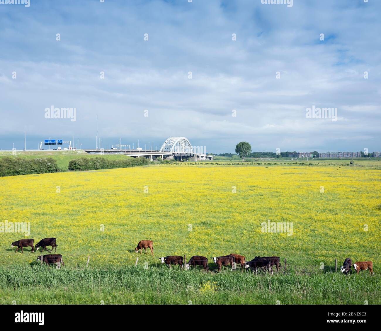 Lek calf hires stock photography and images Alamy