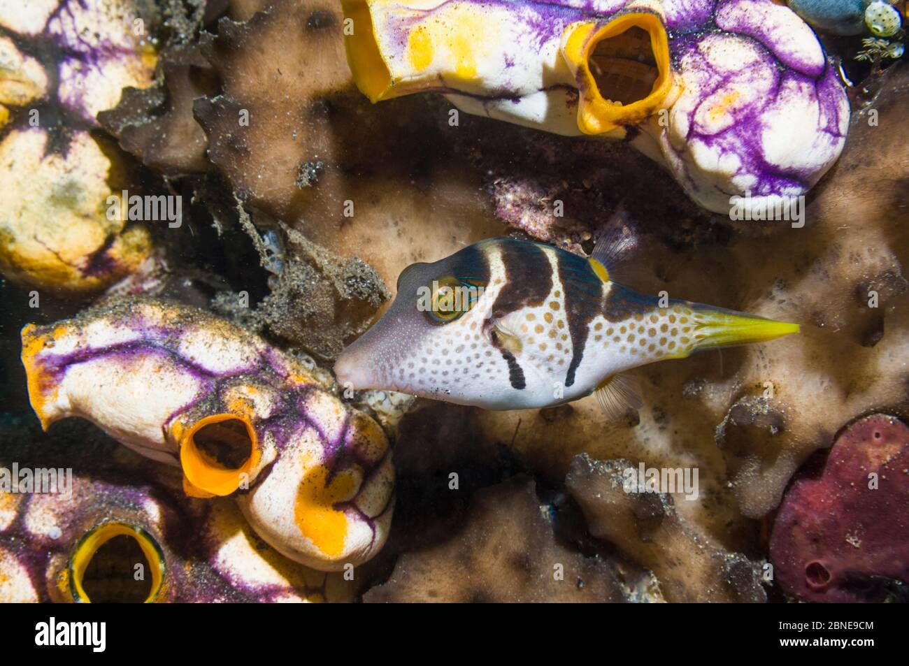 Valentine's puffer (Canthigaster valentini) with Golden sea squirts (Polycarpa aurata)  Lembeh, Sulawesi, Indonesia. Stock Photo