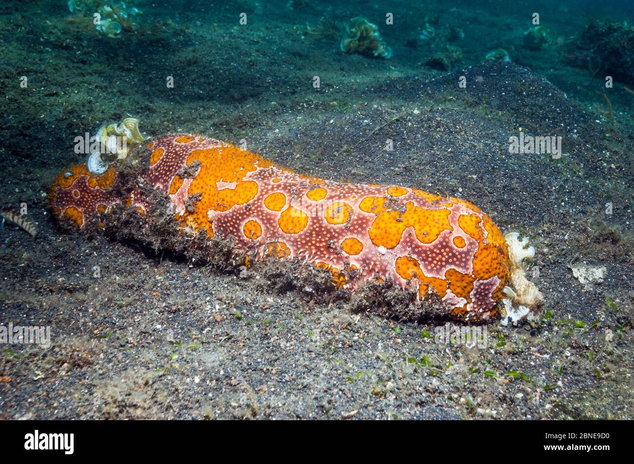 Leopard sea cucumber (Bohadschia argus)  Lembeh, Sulawesi, Indonesia. Stock Photo