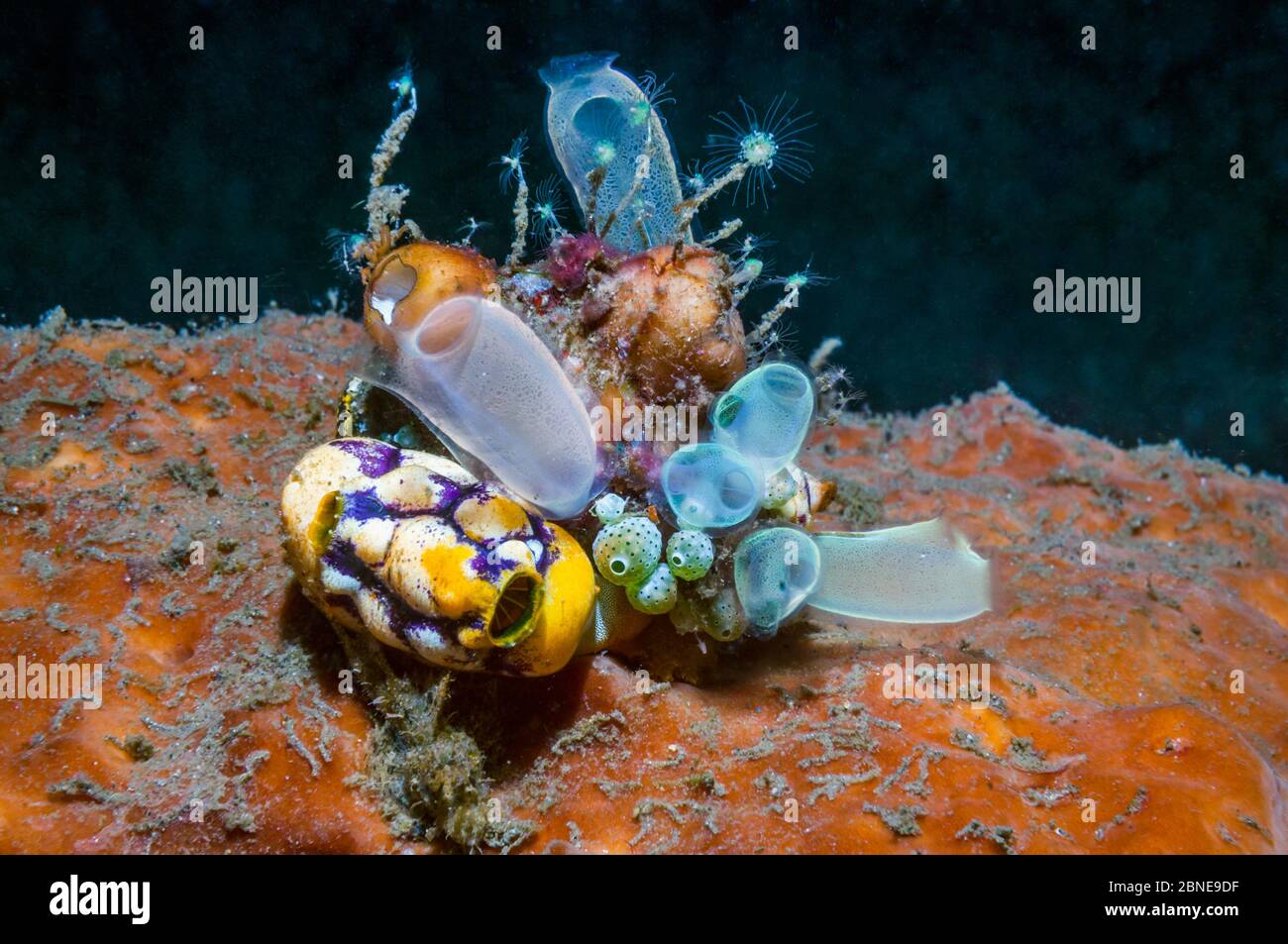 Sea squirts: Golden sea squirt (Polycarpa aurata) and Blue club tunicate (Rhopalaea crassa)  Lembeh, Sulawesi, Indonesia. Stock Photo