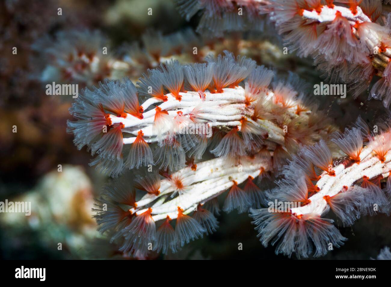 Feather duster worms ( Filogranella elatensis) Indonesia Stock Photo