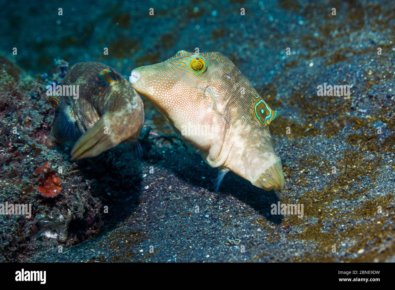 Bennett's toby or pufferfish (Canthigaster bennetti) courting.  Lembeh, Sulawesi, Indonesia. Stock Photo