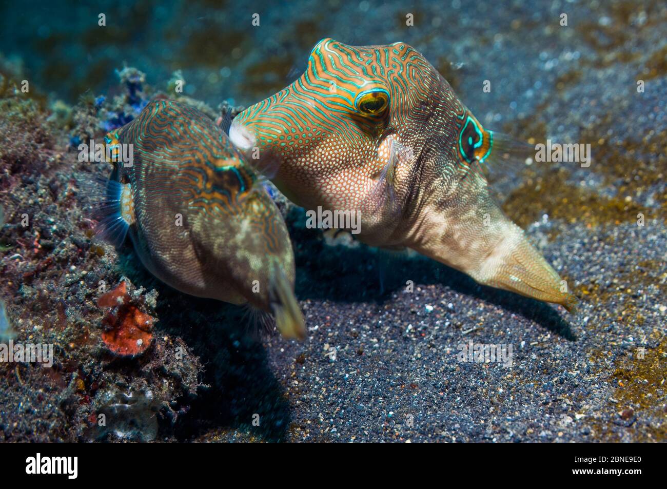 Bennett's toby or pufferfish (Canthigaster bennetti) courting.  Lembeh, Sulawesi, Indonesia. Stock Photo