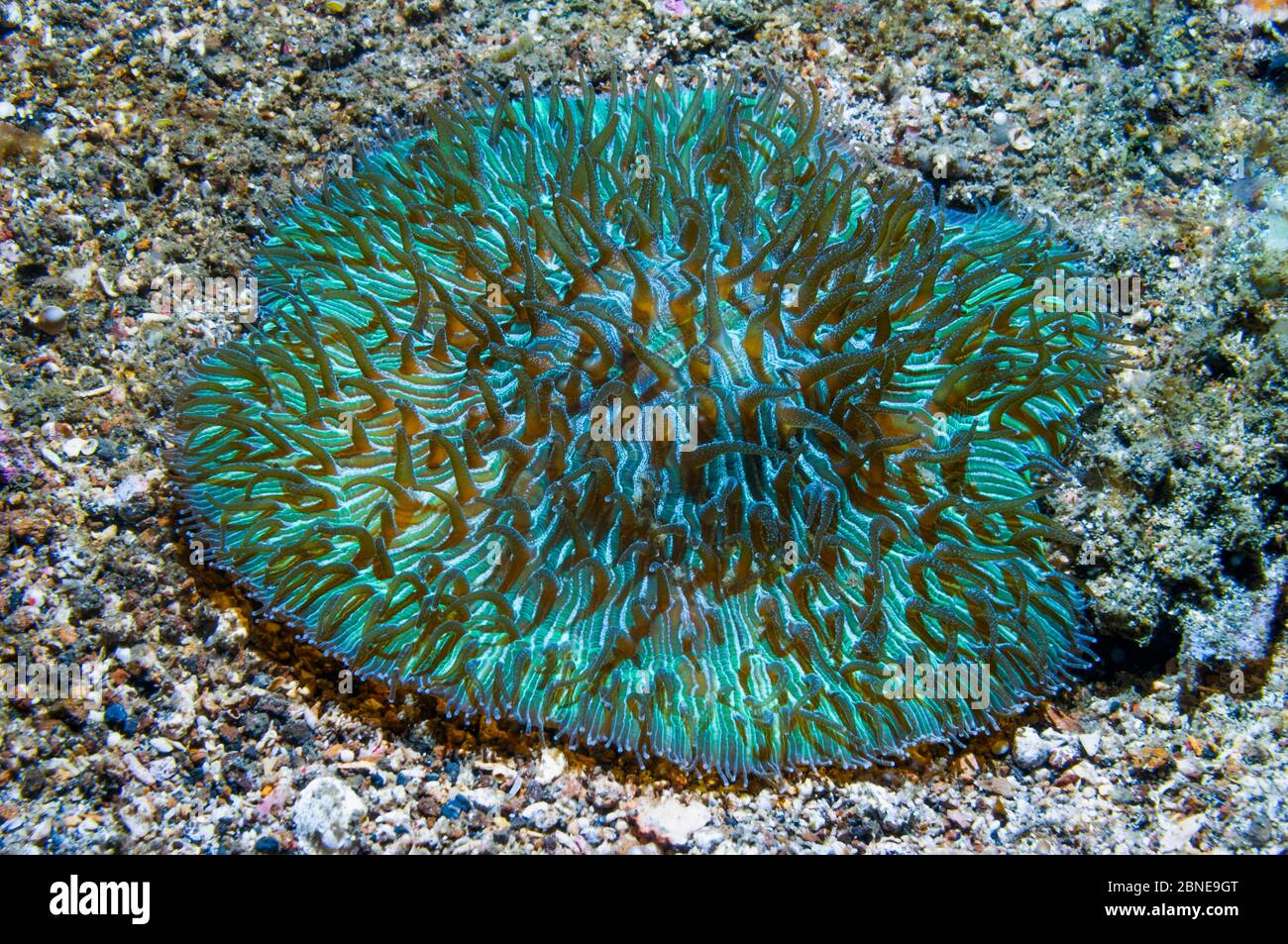 Mushroom coral (Fungia moluccensis) with polyps extended, fluorescing.  Lembeh, Sulawesi, Indonesia. Stock Photo