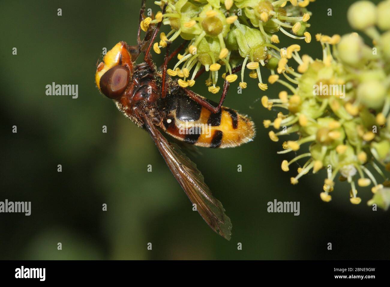 Hoverfly (Volucella inanis) feeding on Ivy flowers (Hedera helix) in a garden, Var, France, October Stock Photo