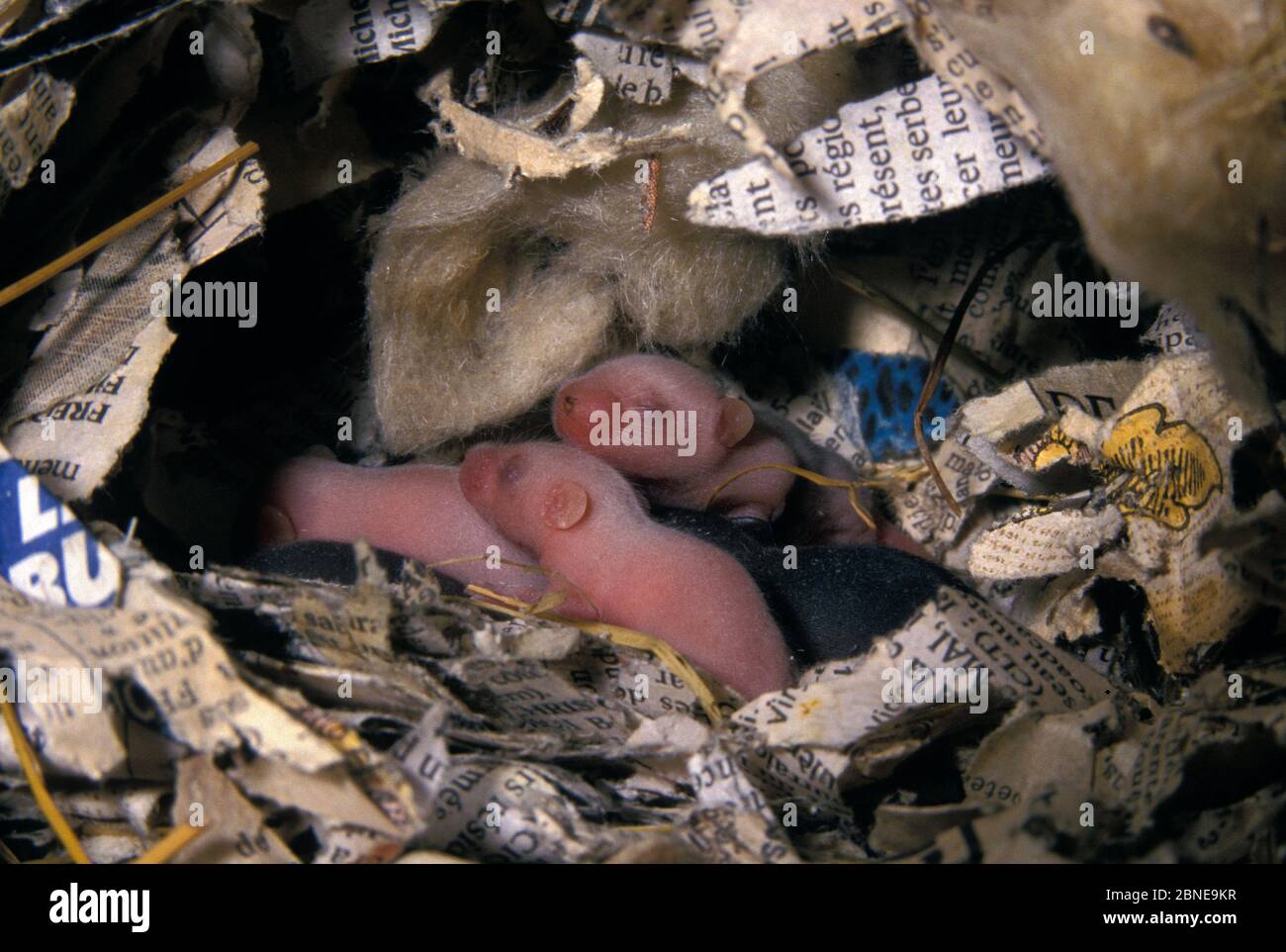 Newborn House mouse (Mus musculus) babies in nest, France. Stock Photo