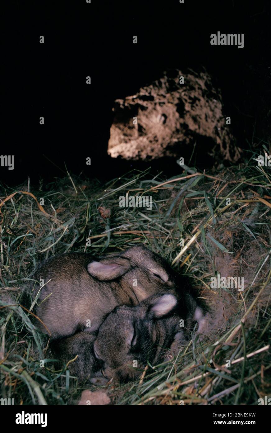 European rabbit (Oryctolagus cuniculus) babies in burrow nest
