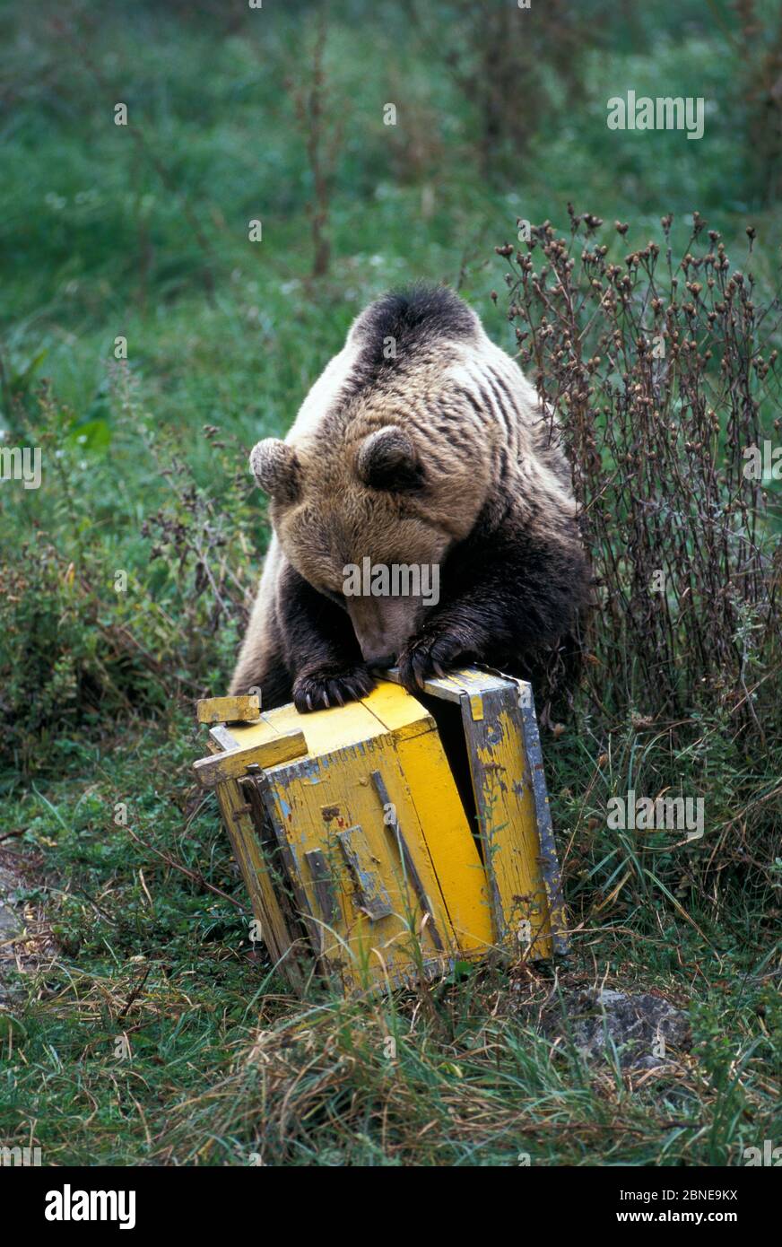 Brown bear ursus arctos opening a beehive bulgaria captive stock