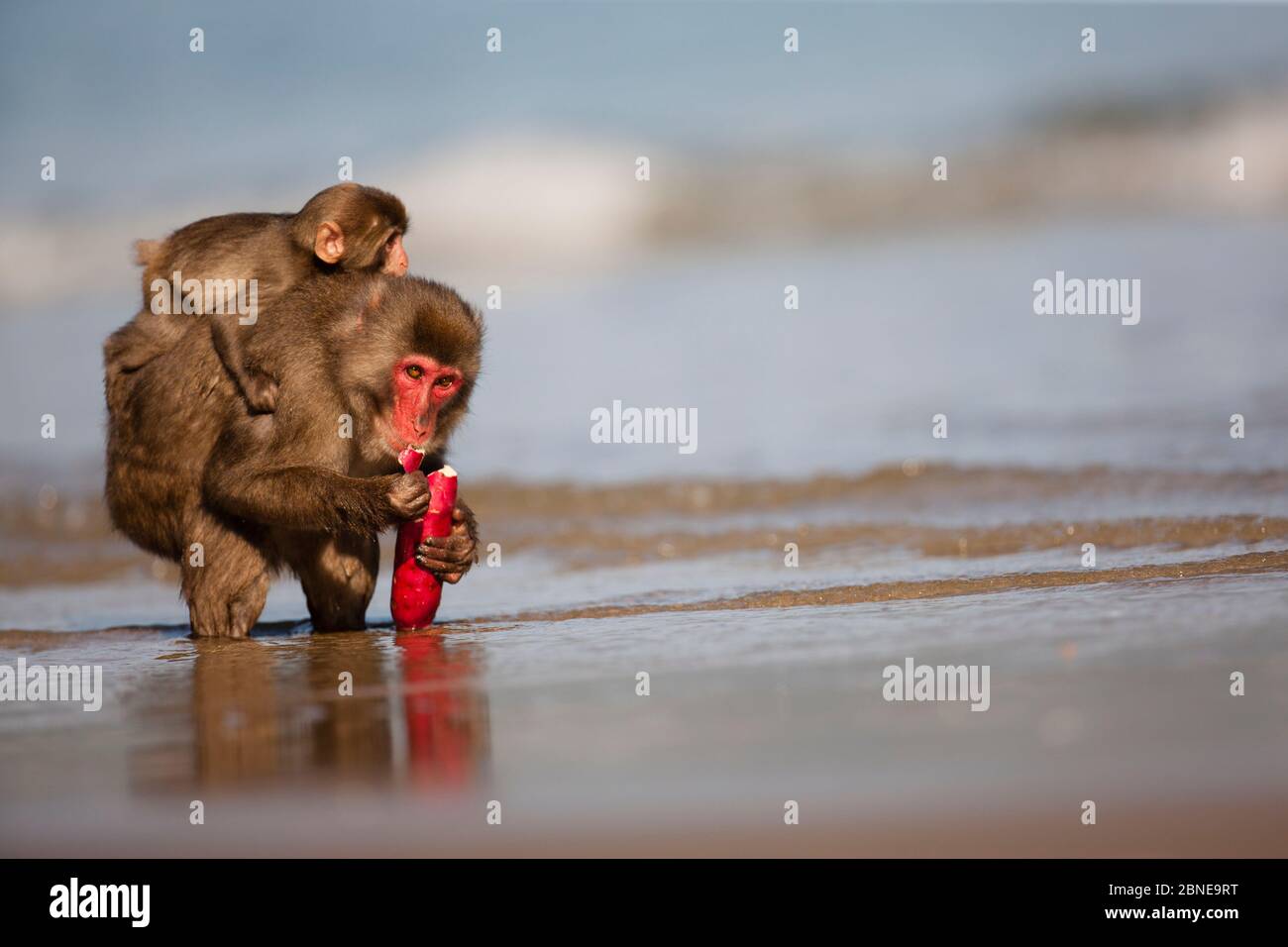 Japanese macaque (Macaca fuscata) standing in shallow water with baby on back, feeding on sweet