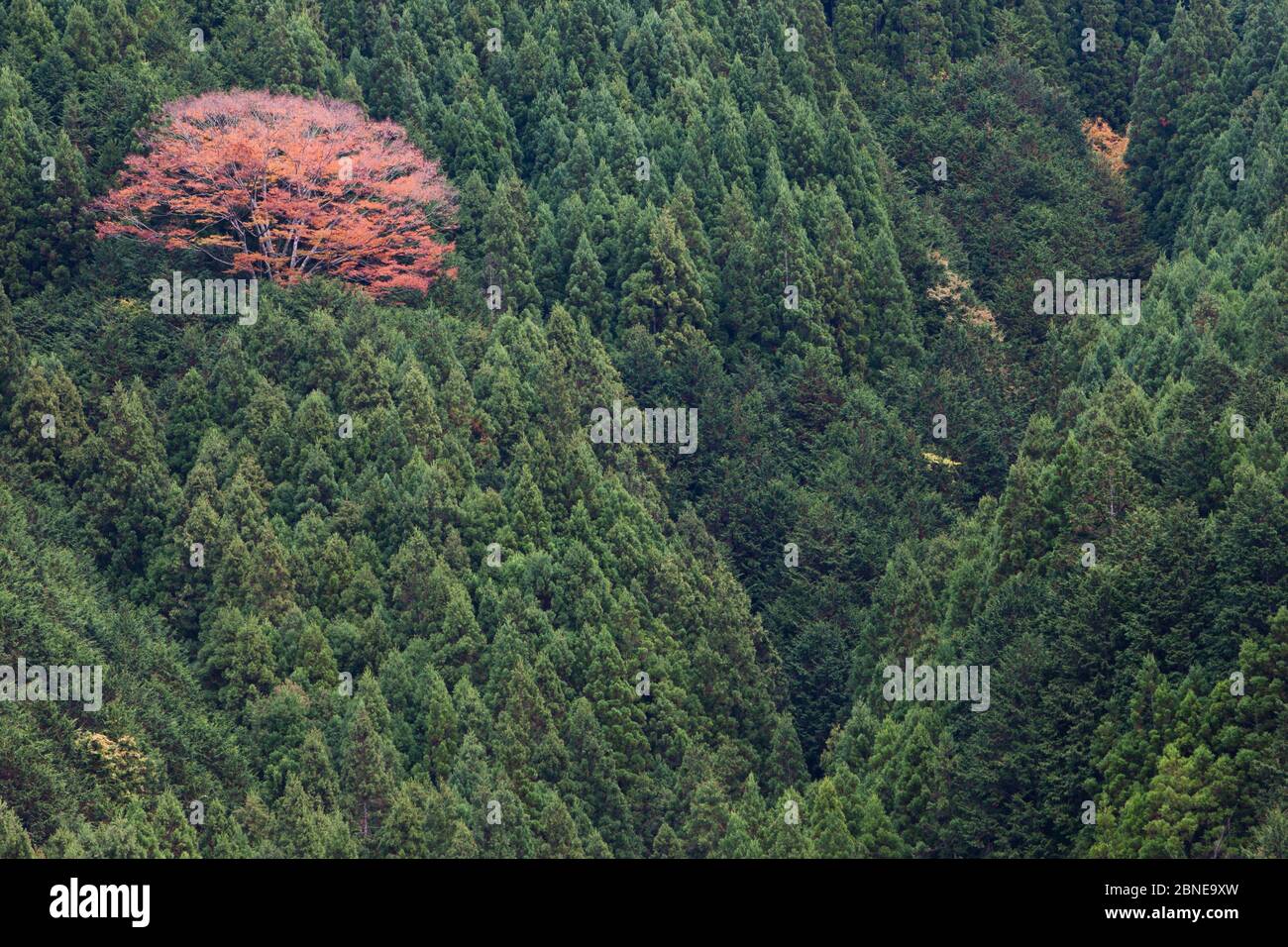 Maple (Acer sp) tree in a Japanese cedar (Cryptomeria japonica) plantation, Kansai Region, Japan, November 2008. Stock Photo