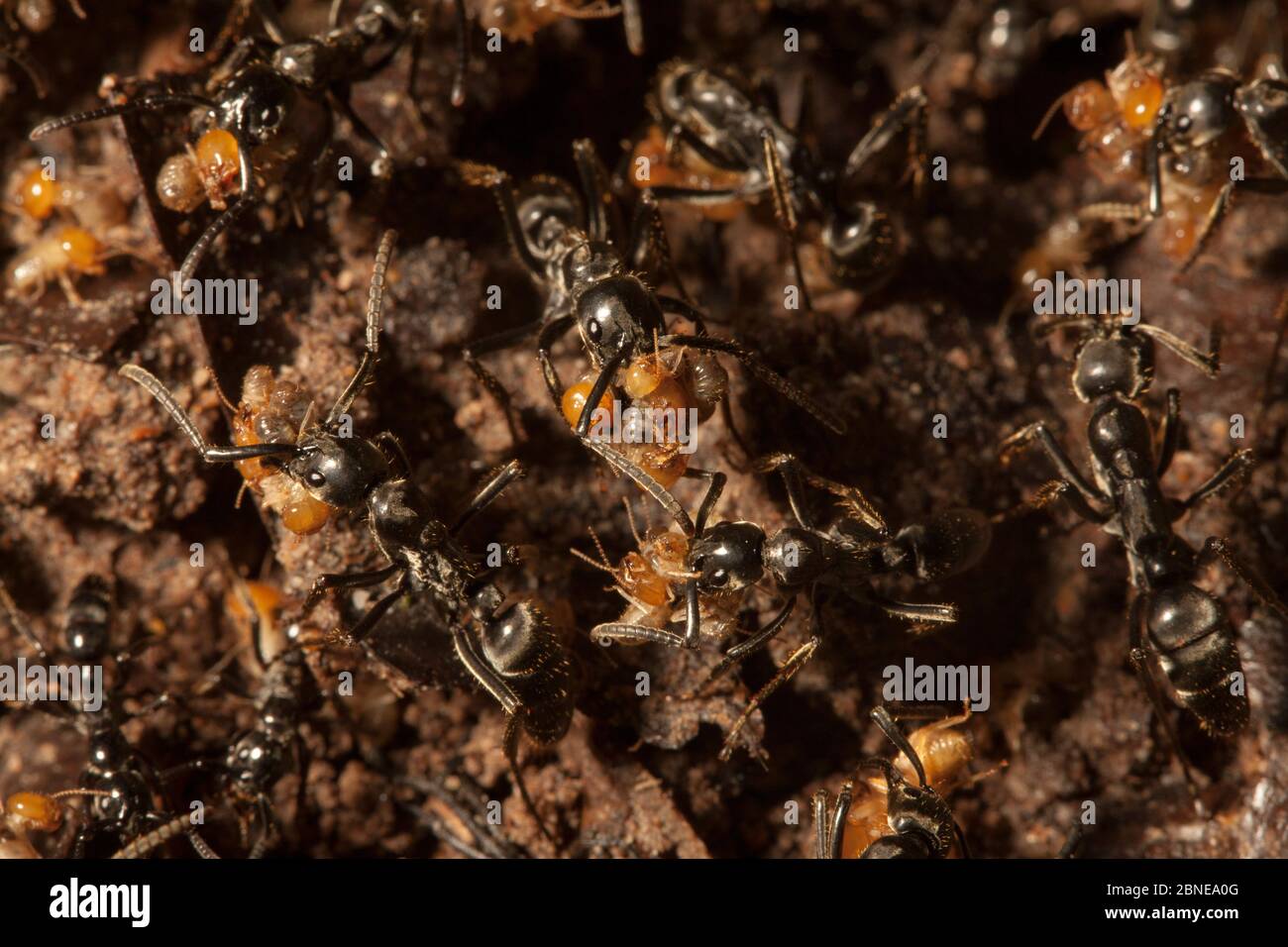 Ants (Formicidae) attacking a Termite colony, Lake Lobak / Lobeke National Park, South East Cameroon, July. Stock Photo