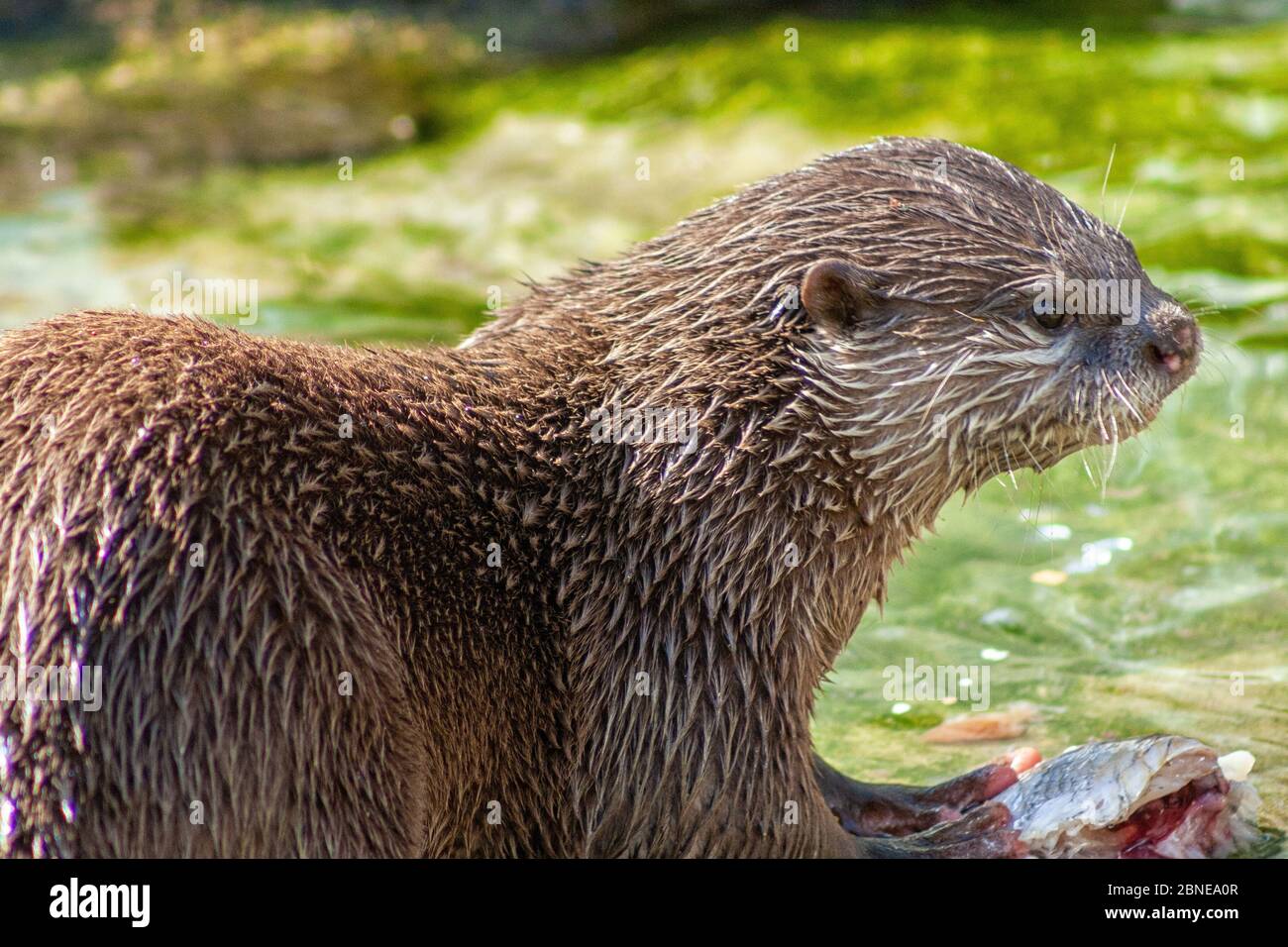 A small otter eats its prey Stock Photo