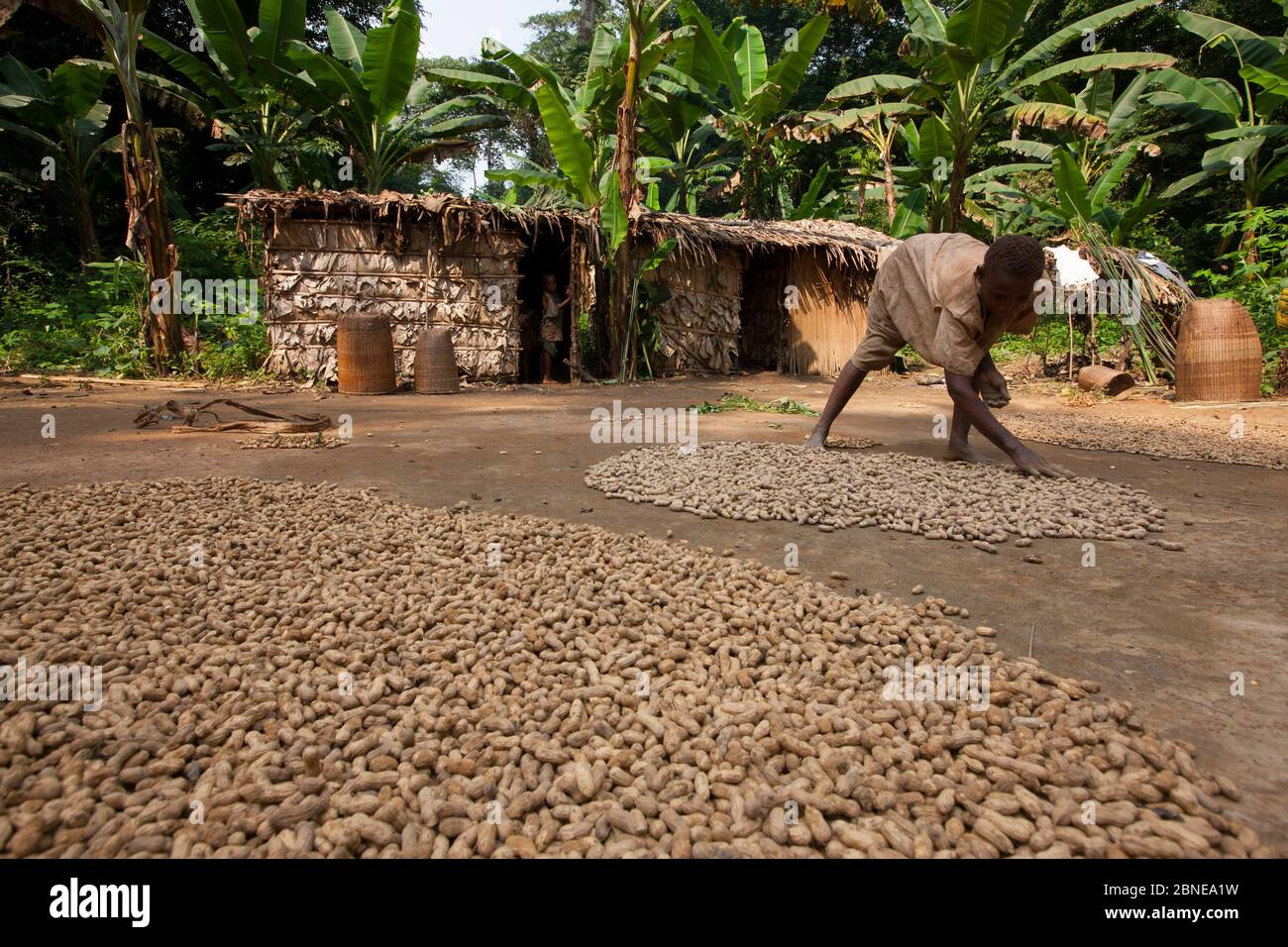 Peanuts (Arachis hypogaea) drying on the ground in Baka farm camp, the Baka lifestyle is becoming more sedentary with farming more common, South East Stock Photo