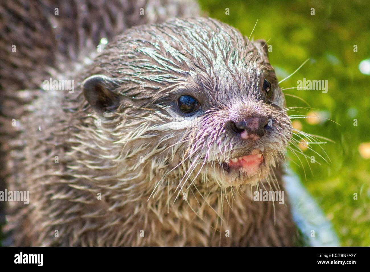 A small otter eats its prey Stock Photo