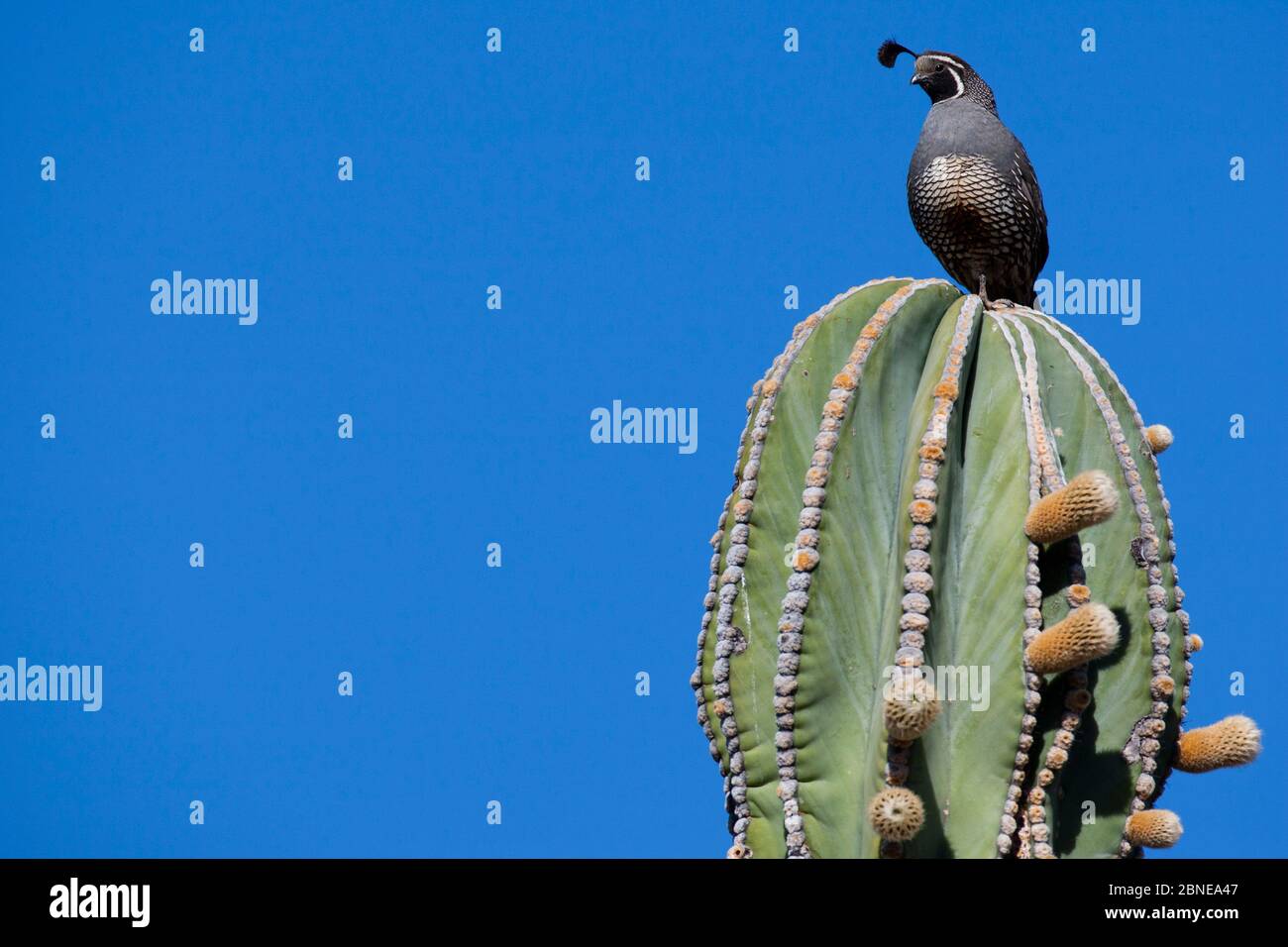 Male Gambel's quail (Callipepla gambelii) perched on top of an Elephant cactus (Pachycereus pringlei) Vizcaino Desert, Baja California, Mexico, May. Stock Photo