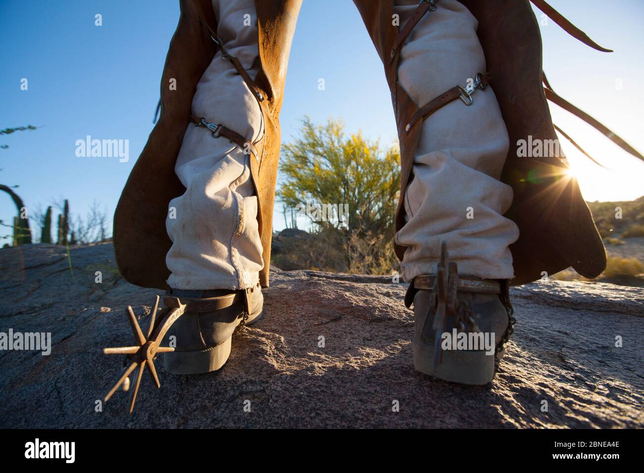 Cowboy's legs wearing chaps over trousers to protect himself from the spiny desert, Vizcaino Desert, Baja California, Mexico, May 2008. Stock Photo