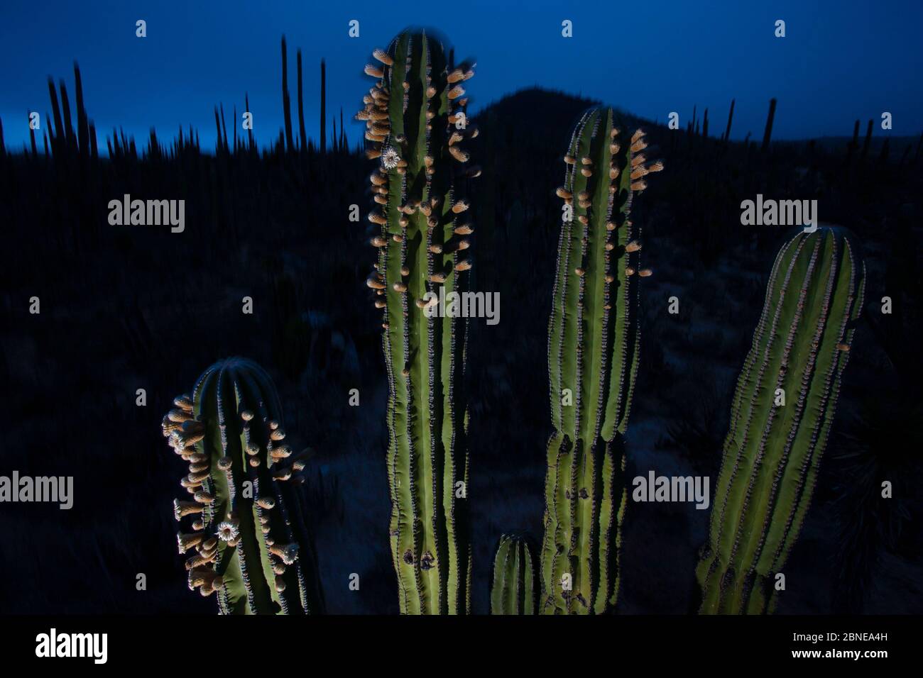 Elephant cactus (Pachycereus pringlei) flowering at night, just before sunrise, Vizcaino Desert, Baja California, Mexico, May. Stock Photo