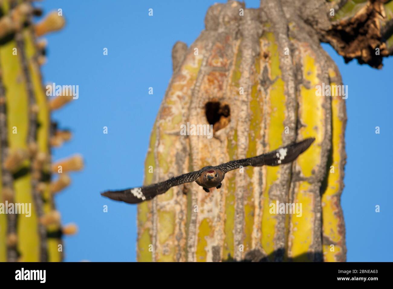 Gila woodpecker (Melanerpes uropygialys) flying from nest hole in the trunk of an Elephant cactus (Pachycereus pringlei) Vizcaino Desert, Baja Califor Stock Photo