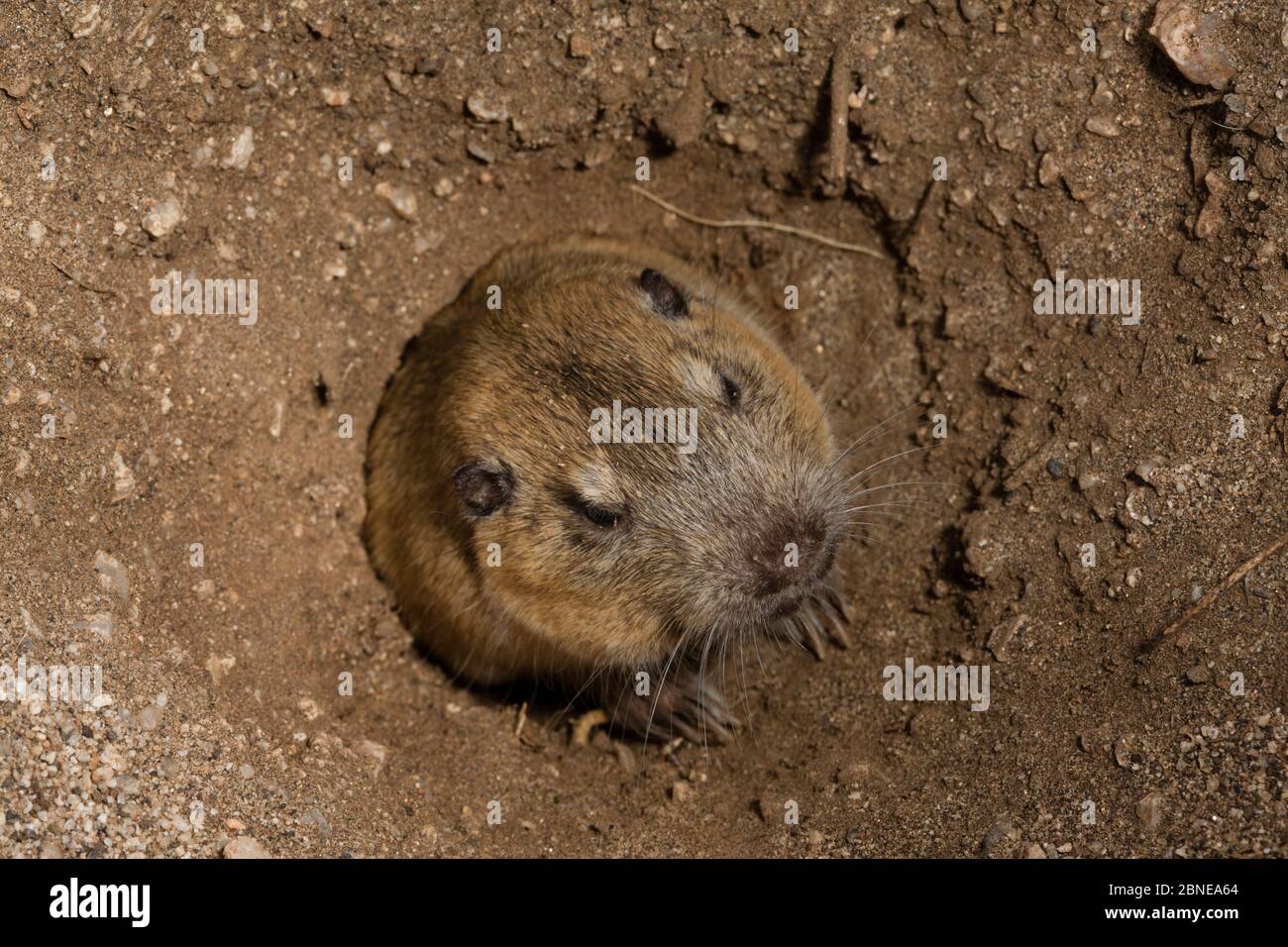 Smooth toothed pocket gophers hires stock photography and images Alamy