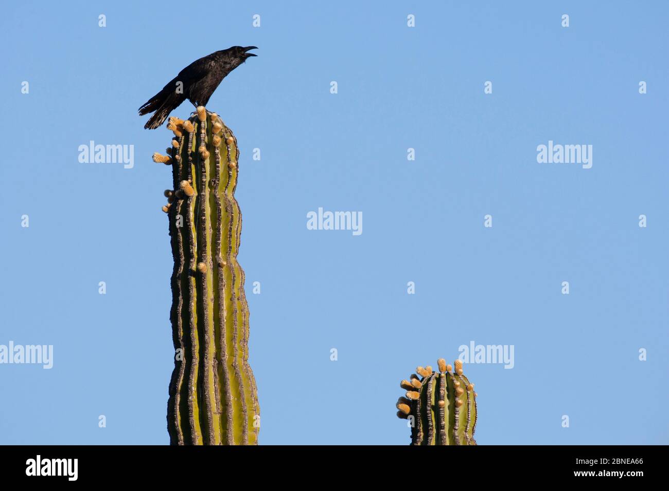 Raven (Corvus corax)  screaming perched on Elephant cactus (Pachycereus pringlei) Vizcaino Desert, Baja California, Mexico, May. Stock Photo