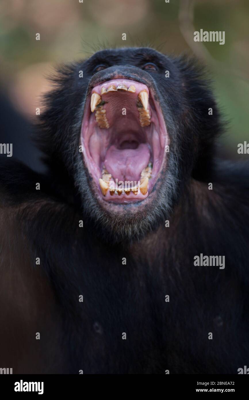 Male Chimpanzee (Pan troglodytes schweinfurthiii) yawning, Gombe National Park, Tanzania, October. Stock Photo