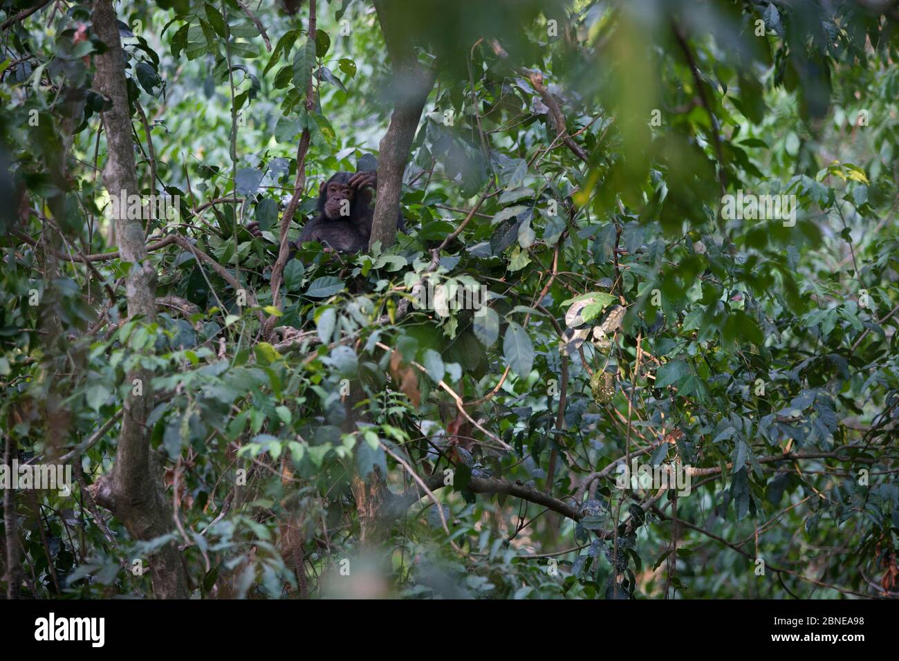 Juvenile Chimpanzee (Pan troglodytes schweinfurthii) in nest, Gombe National Park, Tanzania, October. Stock Photo