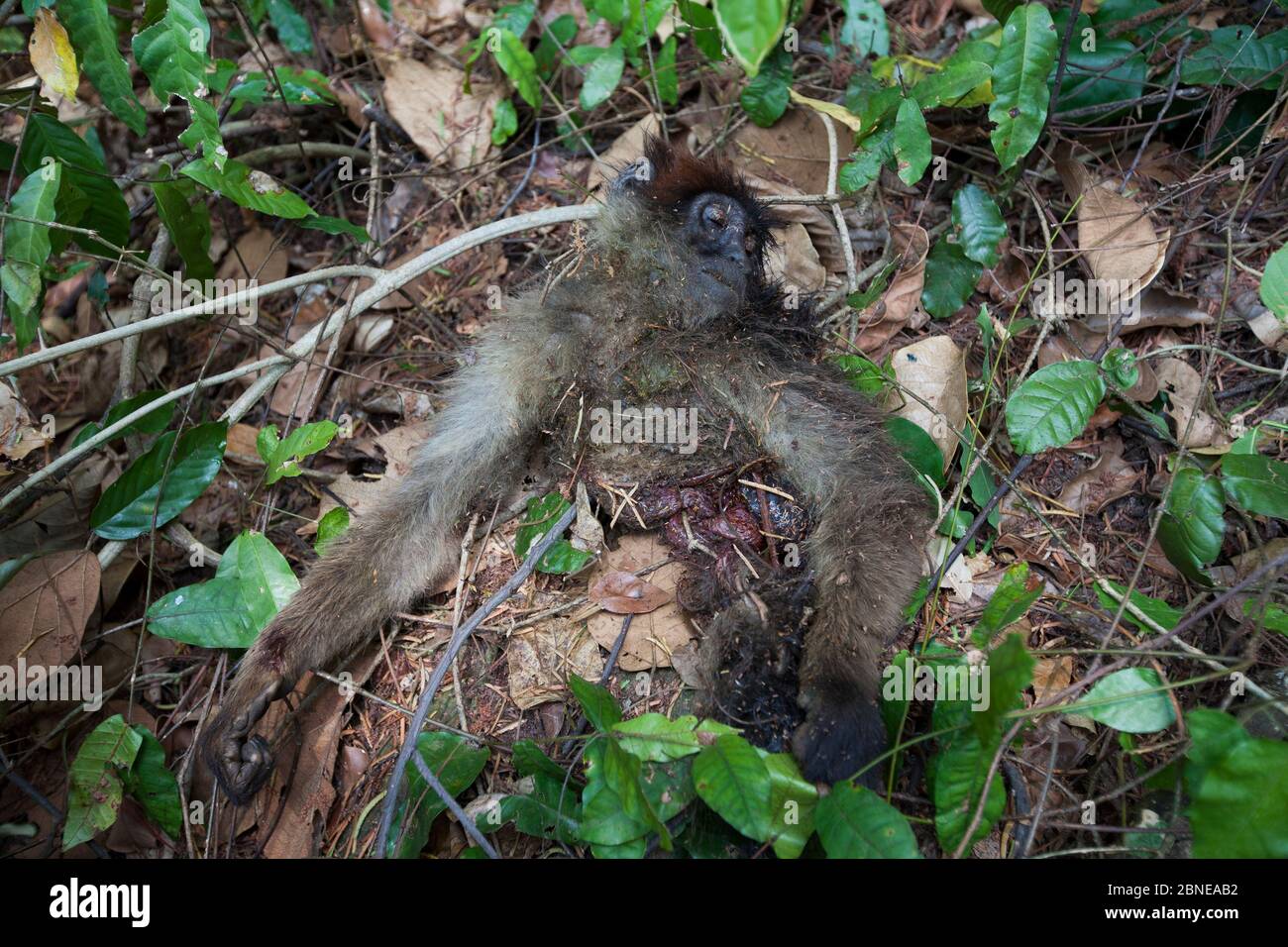 Remains of a Pennant red colobus (Procolobus pennantii tephrosceles) that was hunted and eaten by  Chimpanzees (Pan troglodytes schweinfurthii) Gombe Stock Photo