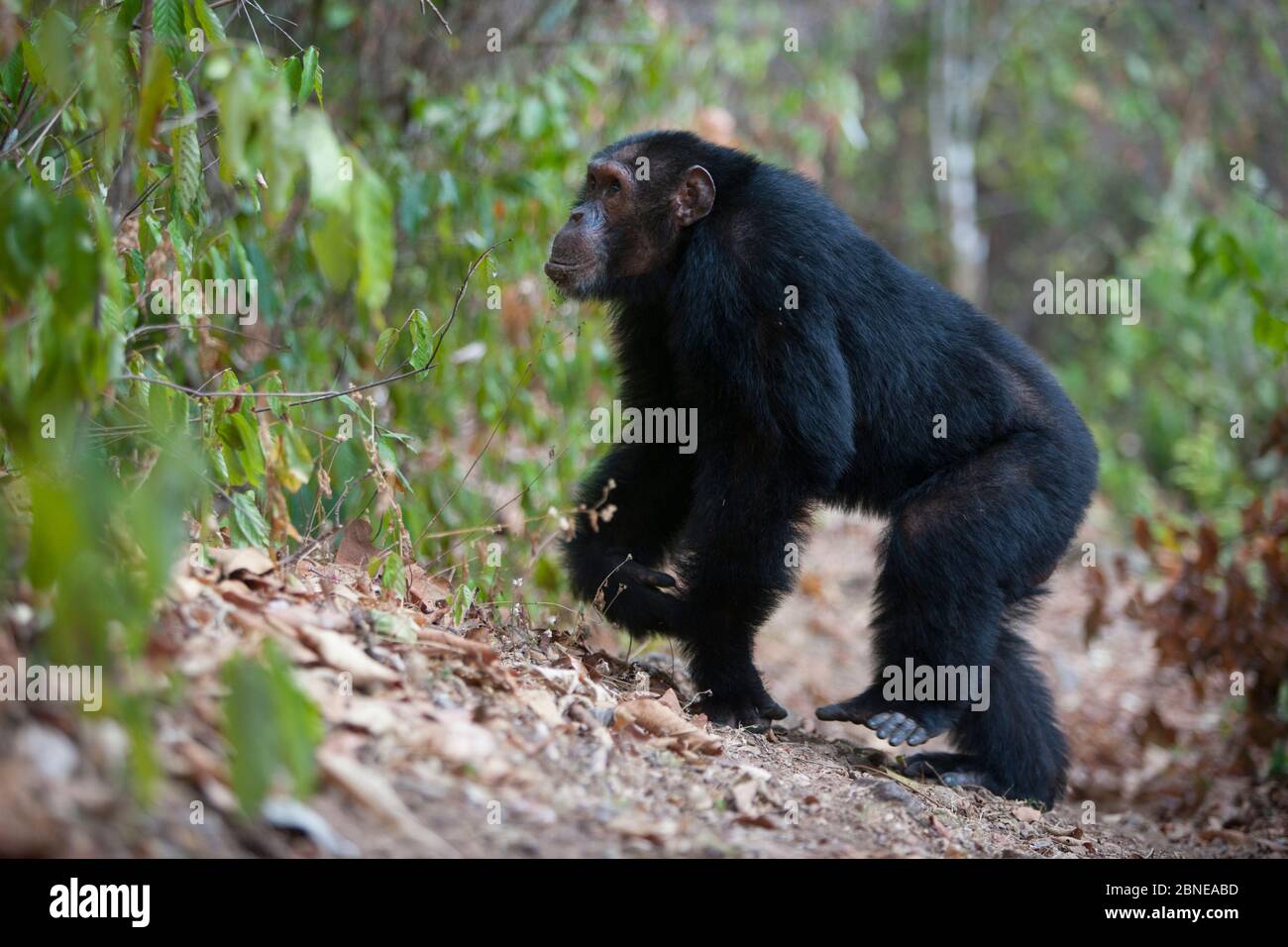 Chimpanzee (Pan troglodytes schweinfurthii) walking, Gombe National Park, Tanzania, October. Stock Photo