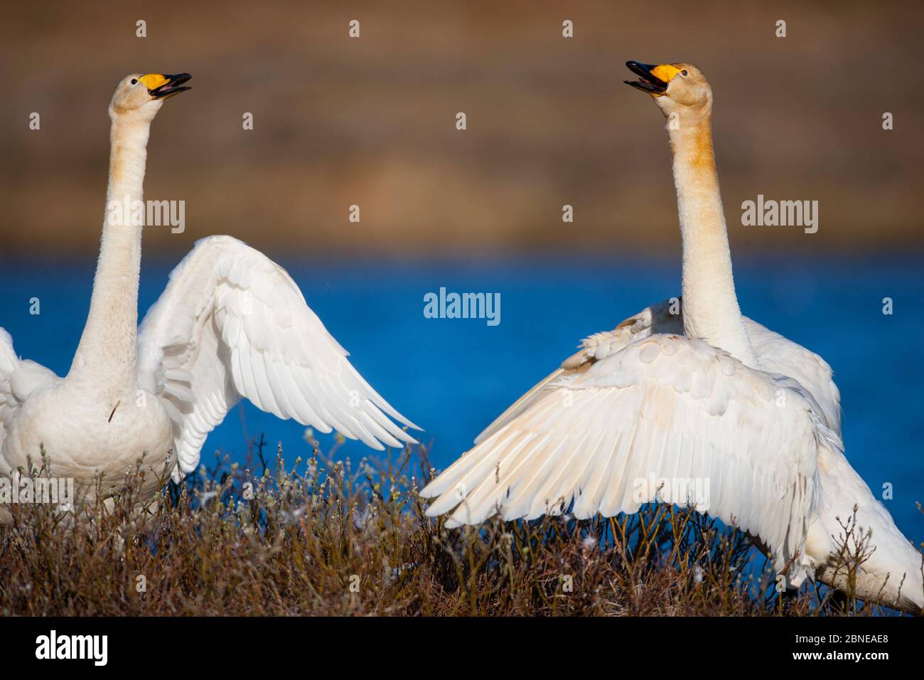 Whooper Swan Cygnus Cygnus Male And Female Courting East Iceland whooper-swan-cygnus-cygnus-male-and-female-courting-east-iceland