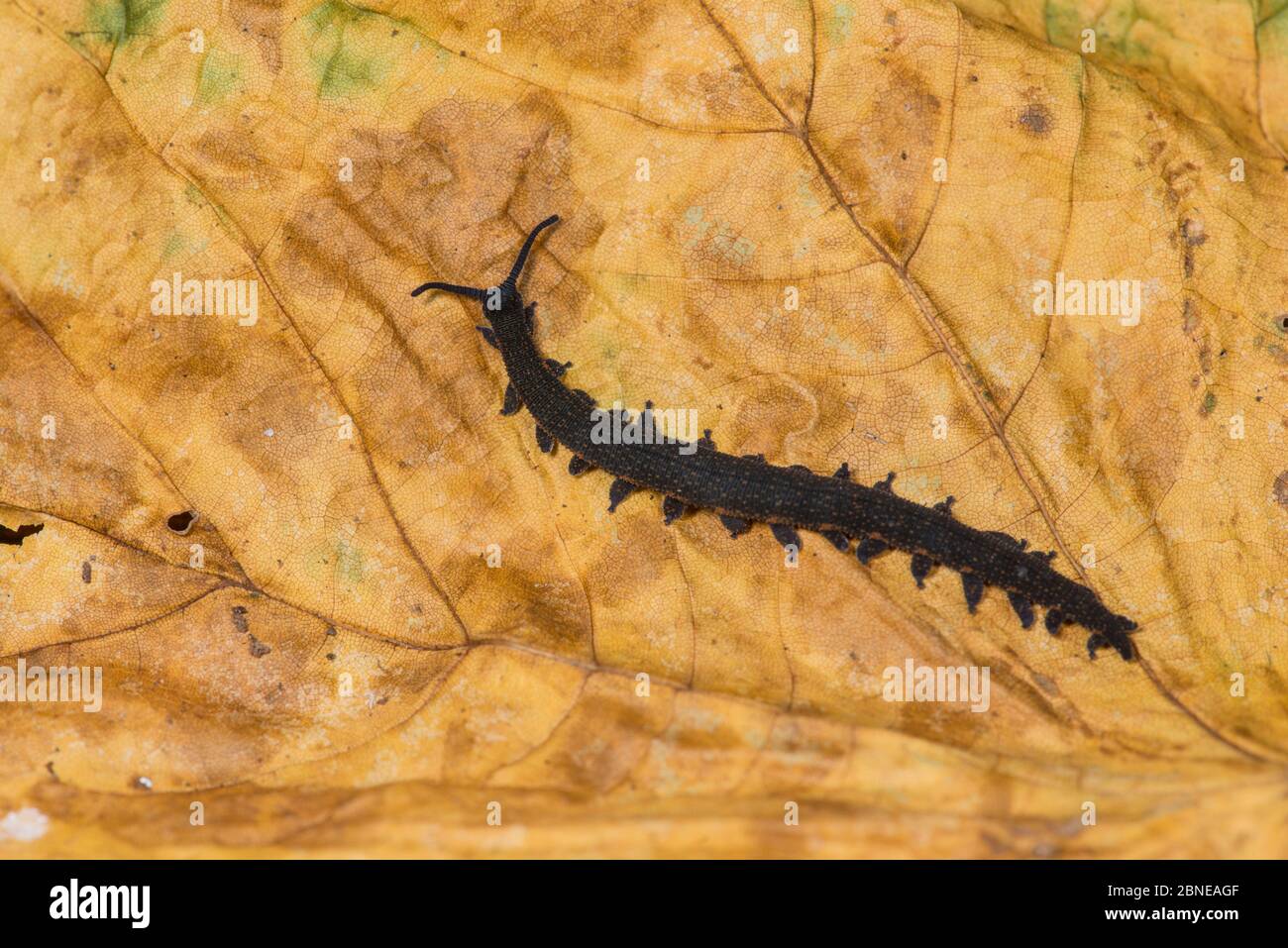 Velvet Worm (Peripatus novaezealandiae) captive, controlled conditions Stock Photo