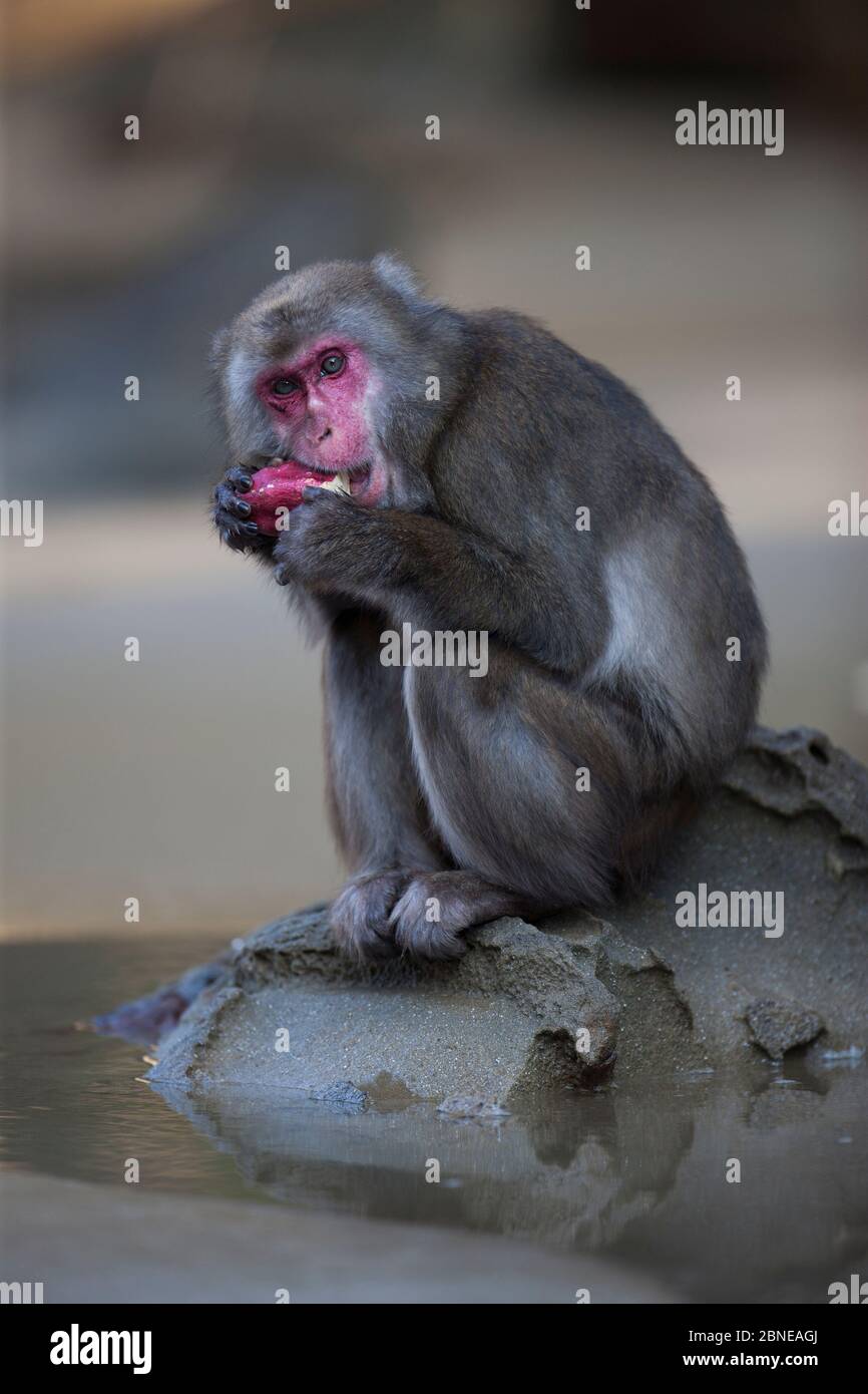 Japanese macaque (Macaca fuscata) feeding on a sweet potato after washing it, Kojima, Japan