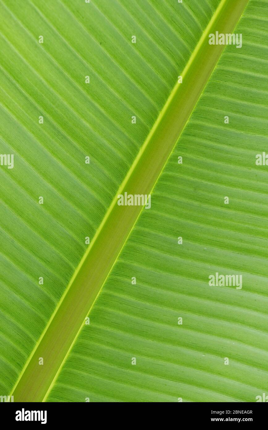 Ethiopian Banana (Ensete ventricosum) close up detail of leaf taken in Botanic garden, Surrey UK Stock Photo