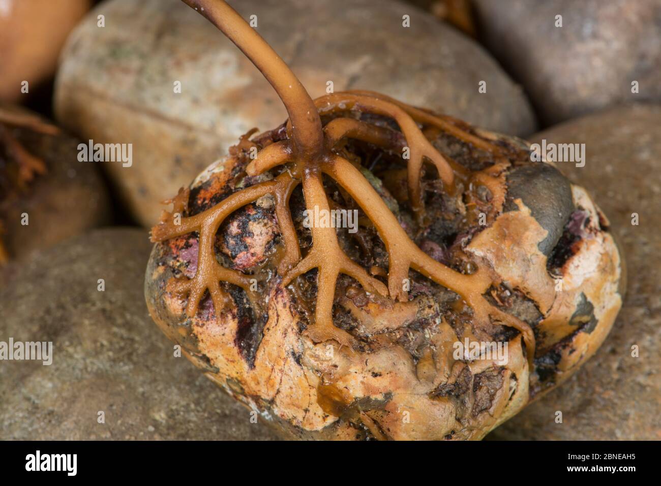 Seaweed (Laminaria sp) holdfast on pebble, Isle of Wight, Hampshire, UK January Stock Photo