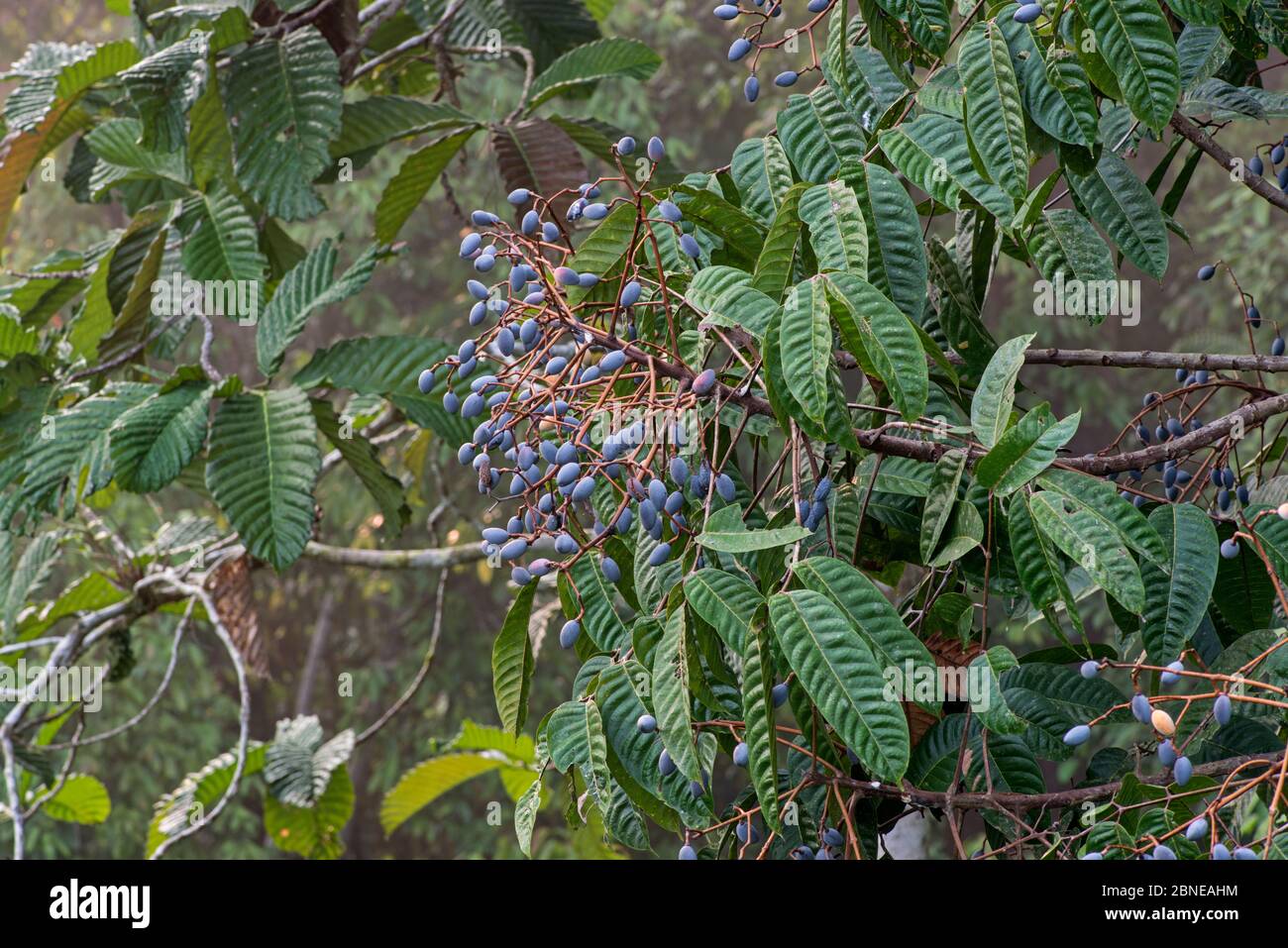 Kedondong (Dacryodes incurvata) fruiting in tropical rainforest, Sepilok, Sabah, Borneo Stock Photo