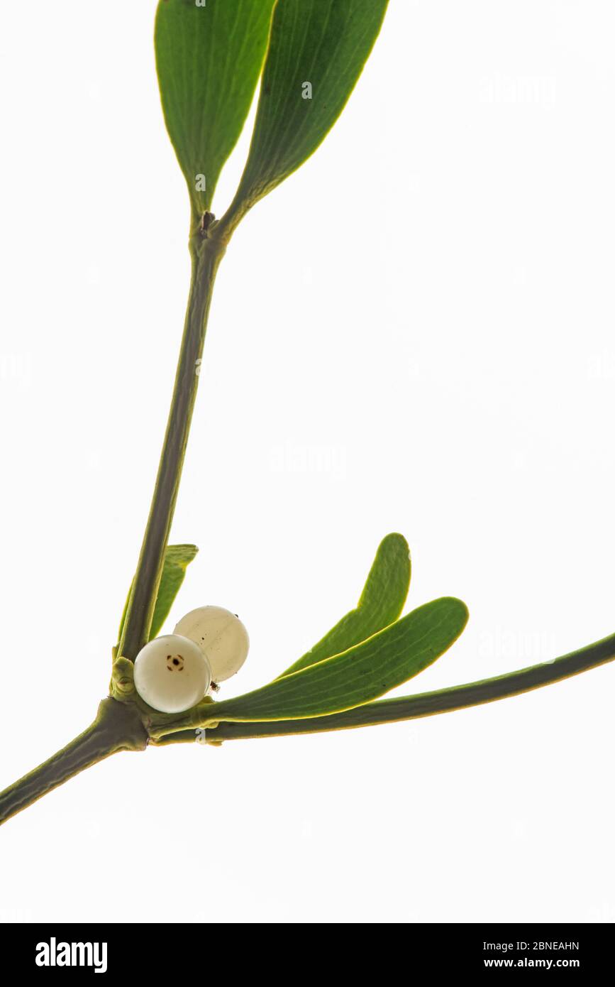 Mistletoe (Viscum album) studio shot of plant and berry / fruit, UK Stock Photo