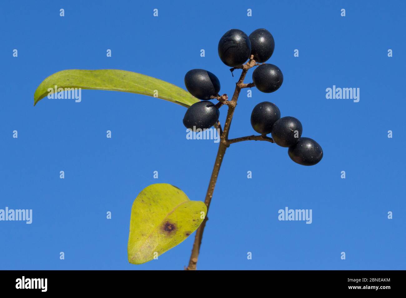 Are Privet Berries Bad For Dogs