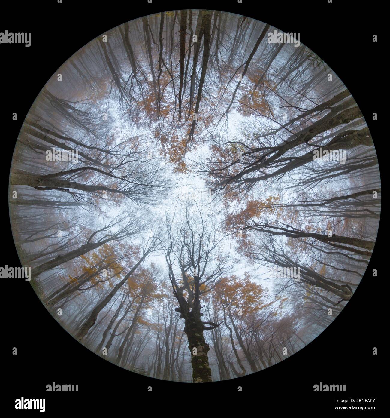 Forest canopy fisheye hi-res stock photography and images - Alamy