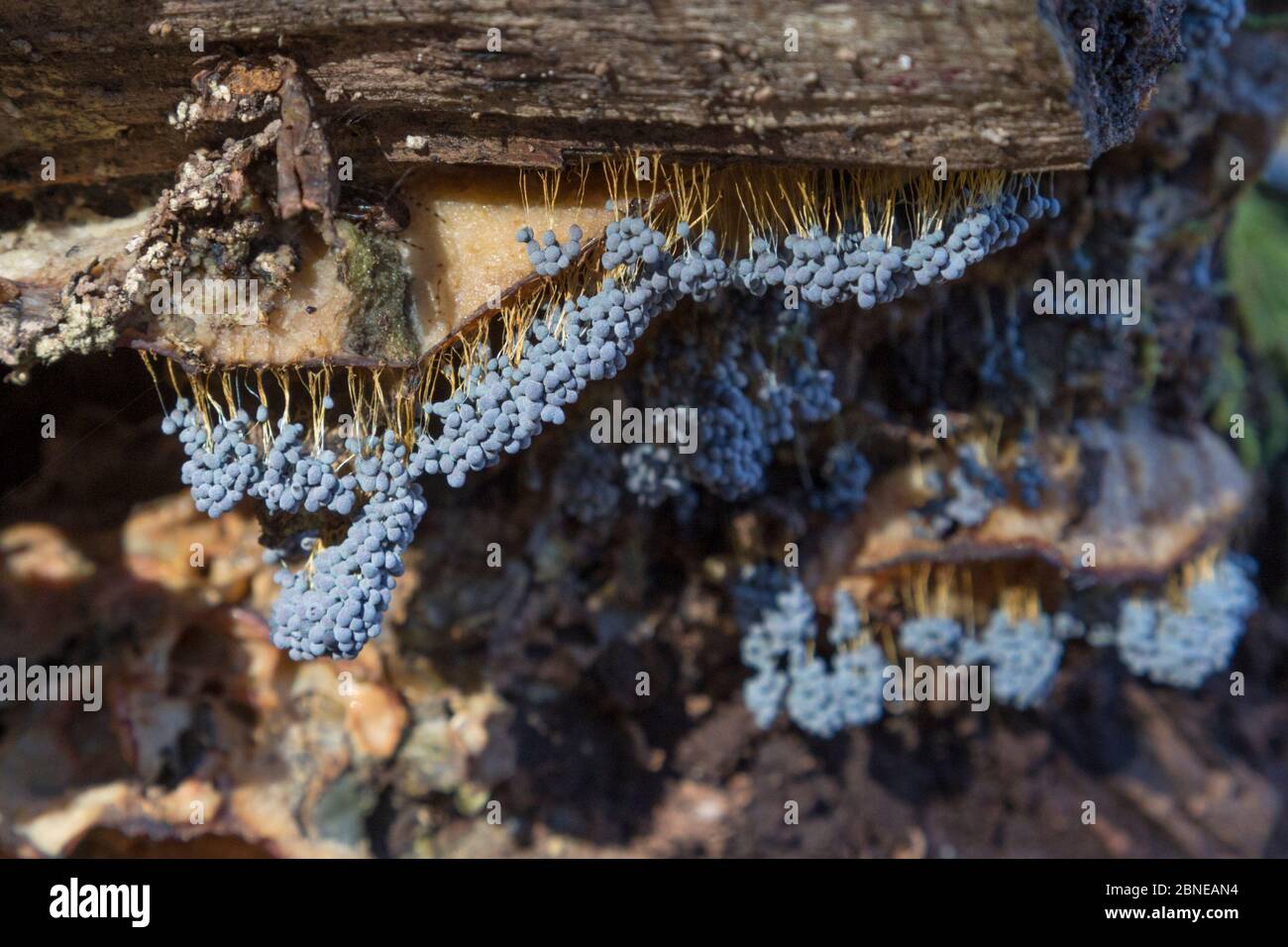 Slime mould (Badhamia utricularis) growing on decaying tree stump. Plitvice Lakes National Park, Croatia. November. Stock Photo