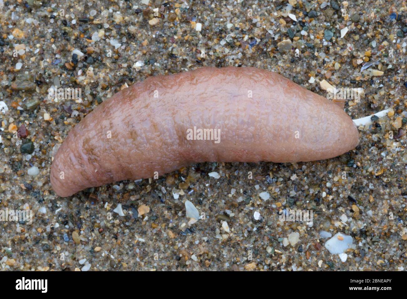 Sea cucumber (Thyone fusus) washed up on beach following heavy storms.  Anglesey, Wales, UK. December. Stock Photo
