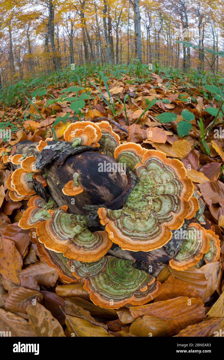 Turkeytail fungus (Trametes / Coriolus versicolor) growing on dead beech tree stump. Plitvice Lakes National Park, Croatia. October. Stock Photo