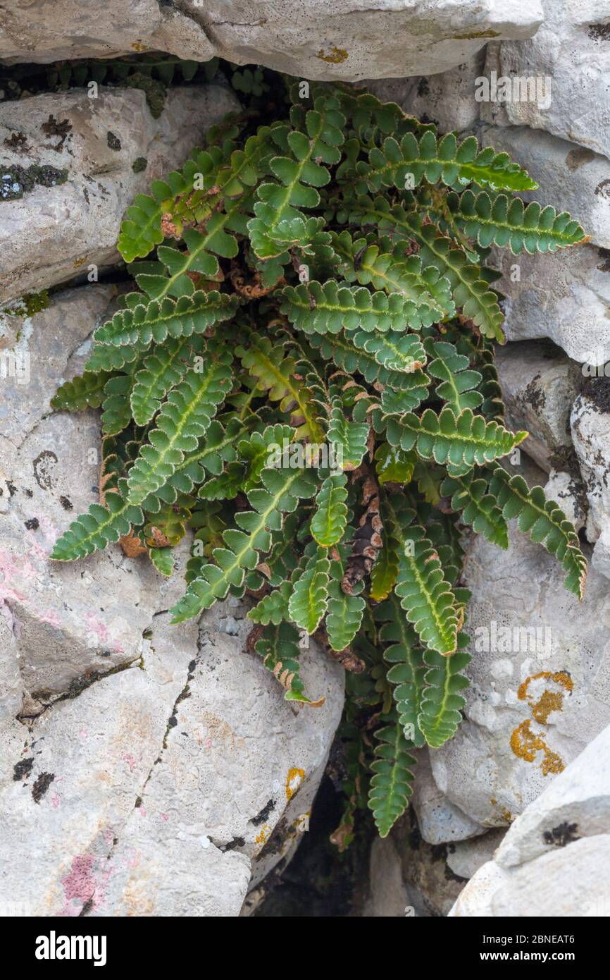 Rustyback fern (Asplenium ceterach / Ceterach officinarum) growing in limestone karst region. Plitvice Lakes National Park, Croatia. November. Stock Photo