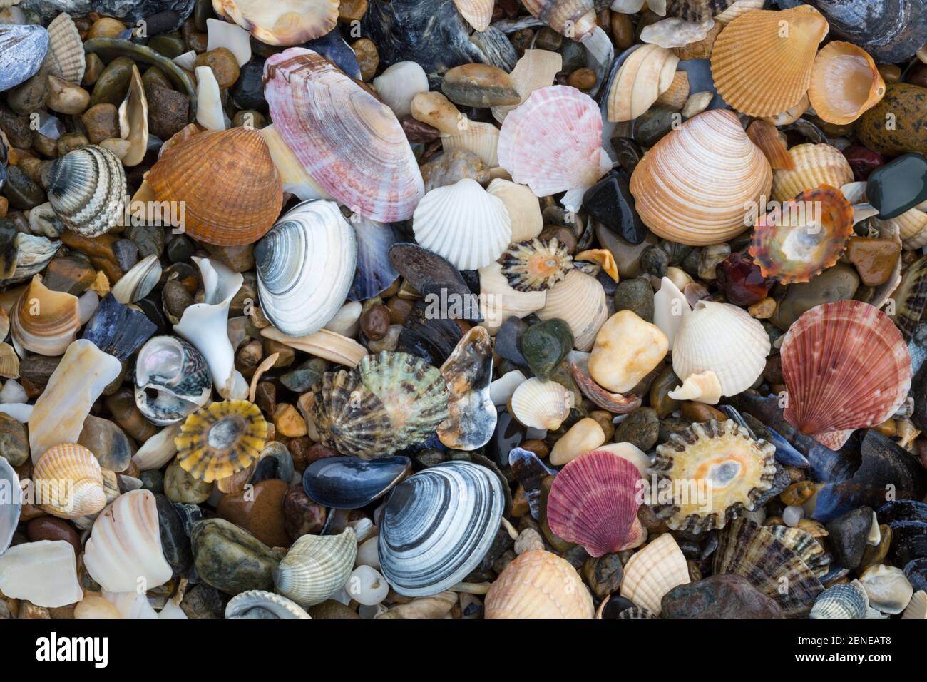 Natural accumulation of mollusc shells, mainly bivalves, washed up on the strandline, Anglesey, Wales, UK. December. Stock Photo