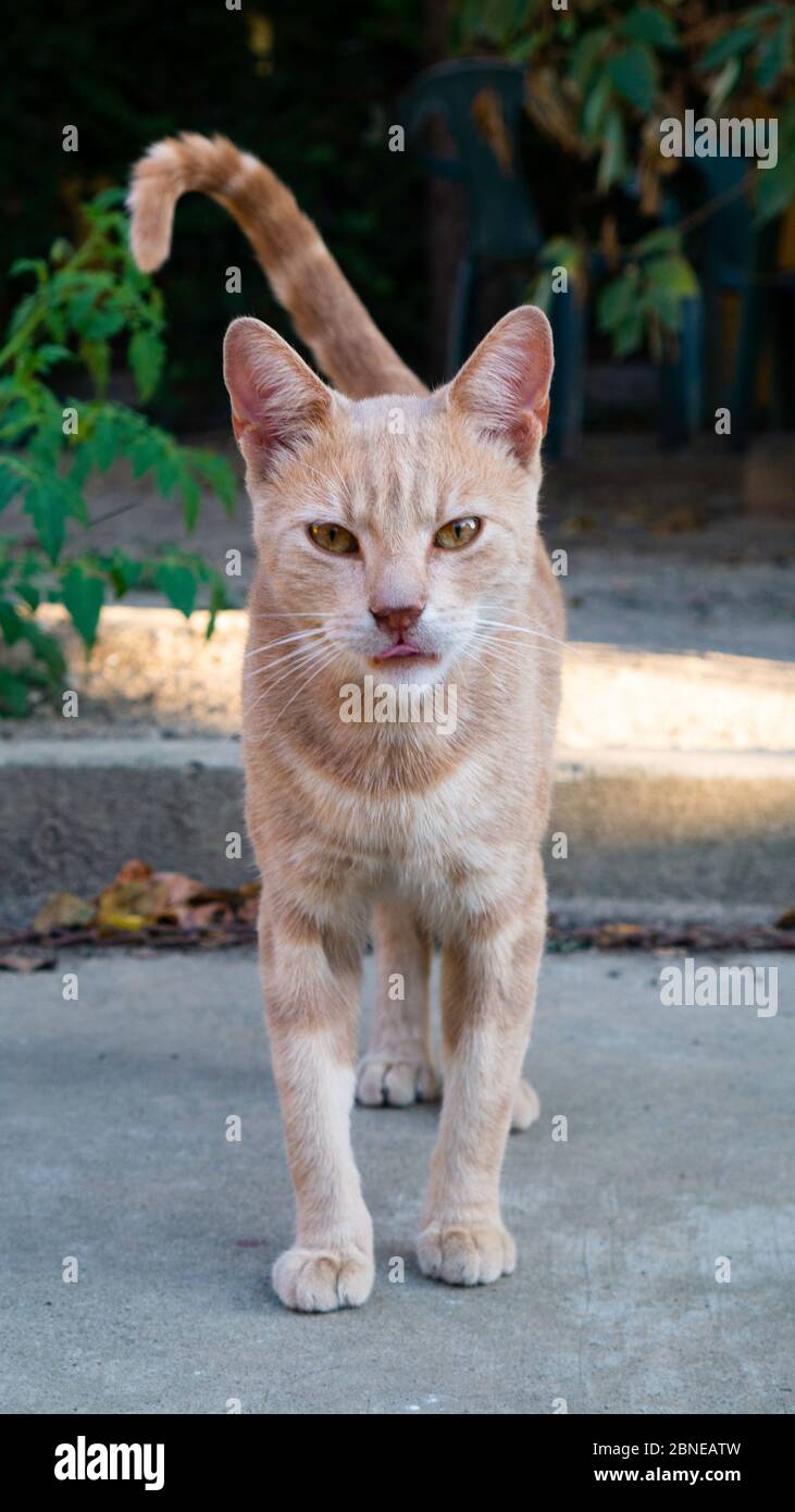 A young orange cat in the yard Stock Photo - Alamy