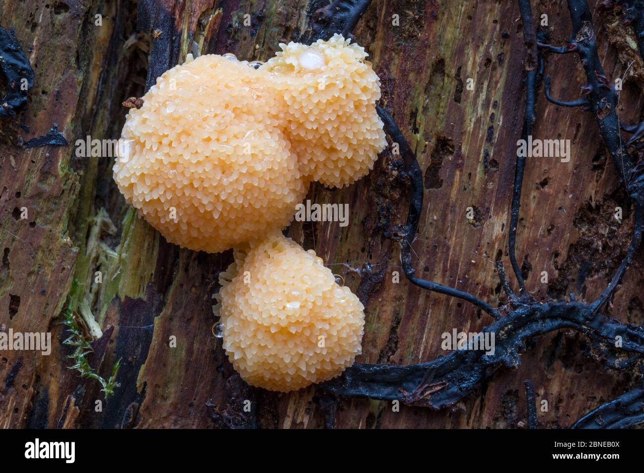 Slime mould (Tubifera ferruginosa)  Plitvice Lakes National Park, Croatia. November. Stock Photo