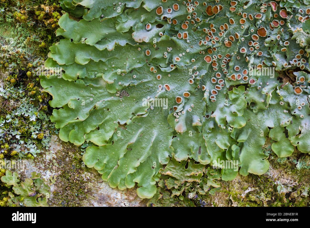 Lichen (Lobaria virens) with mature apothecia (or fruiting body) growing on a sycamore tree trunk. Isle of Mull, Scotland, UK. June. Stock Photo